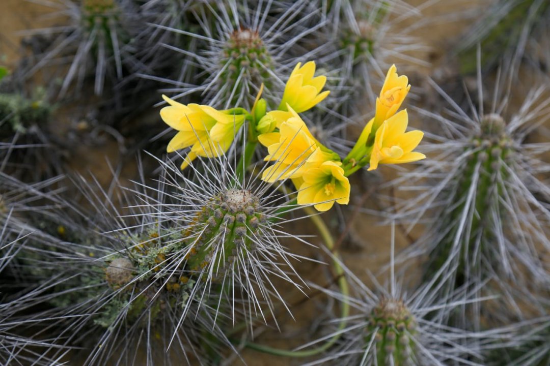 /municipio-de-copiapo-llama-a-cuidar-y-respetar-el-desierto-florido