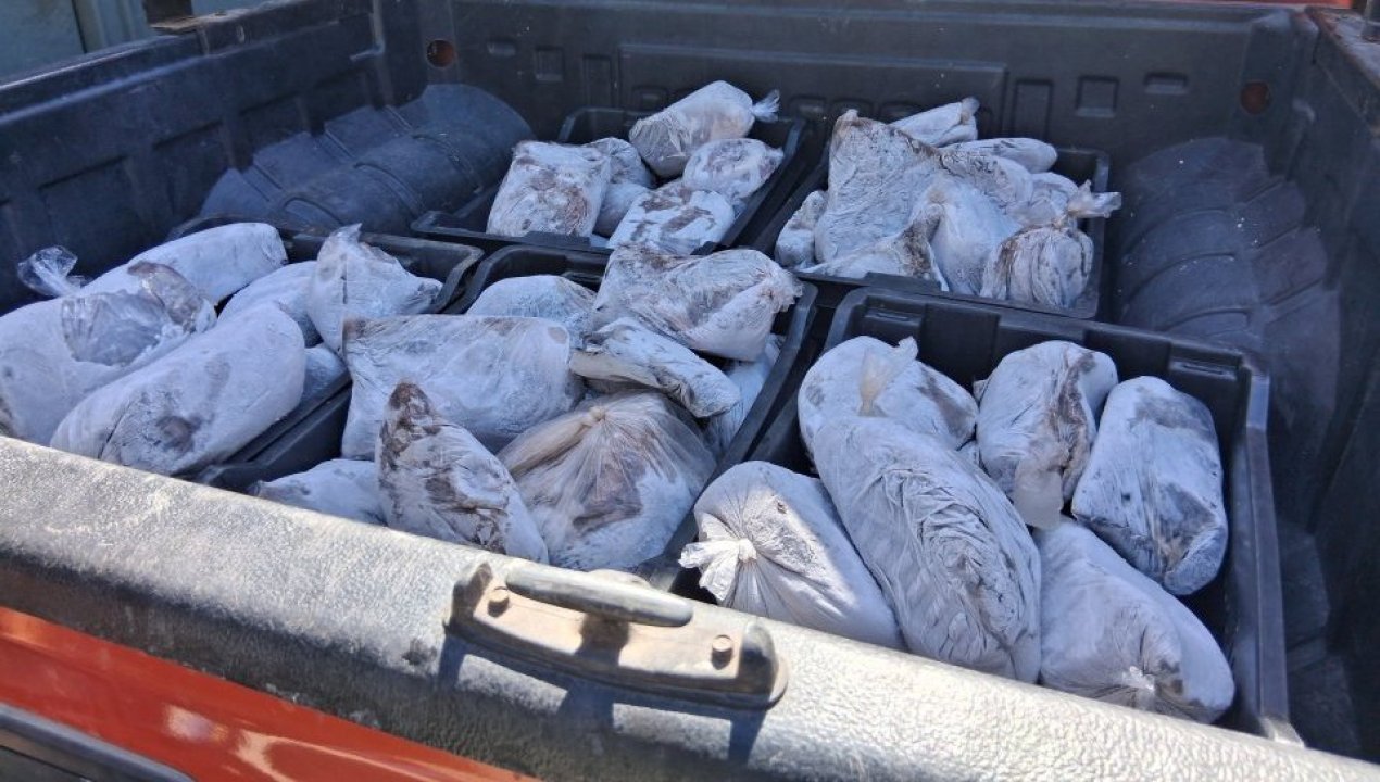 /decomisan-cerca-de-una-tonelada-de-pulpo-ilegal-en-taltal-previo-a-semana