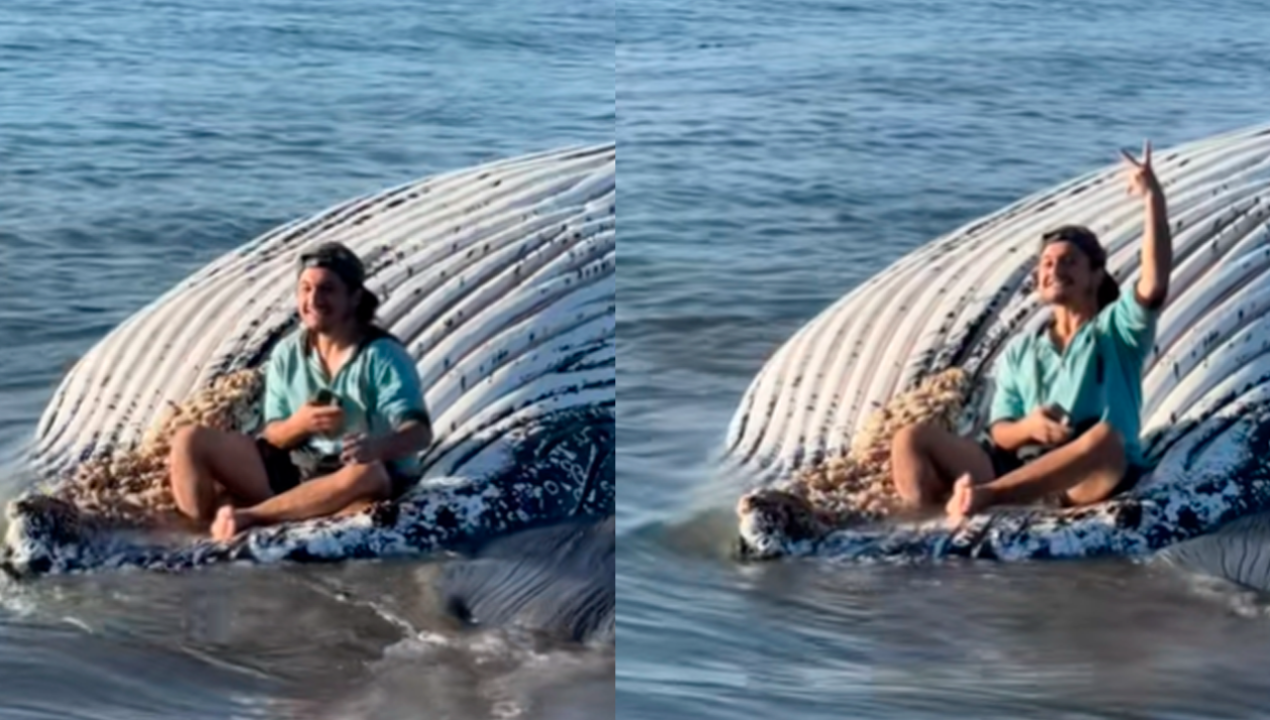 /regionales/region-del-biobio/chistoso-desata-la-indignacion-al-fotografiarse-encima-de-ballena-muerta
