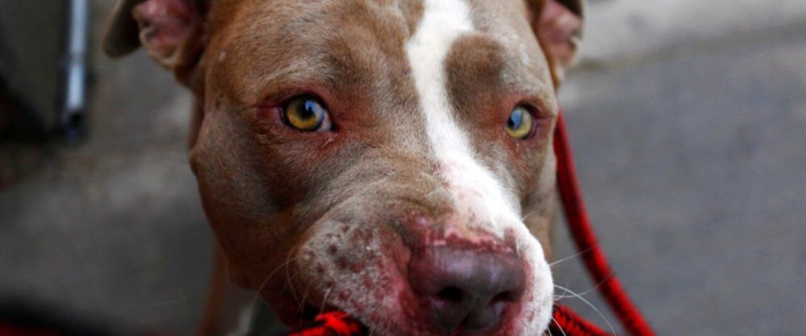 Perro fue atacado con balines y degollado en Limache: alcalde anuncia acciones legales