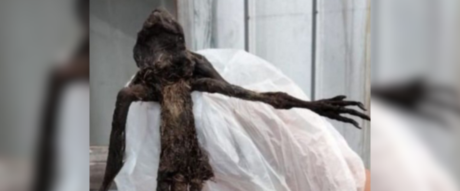 SAG rompió el misterio: esto dijeron sobre la criatura encontrada en Paillaco