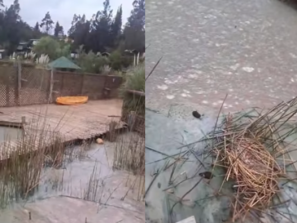Hallan familia de taguas muerta en Lago Vichuquén por grave contaminación