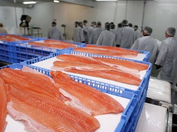 Corte Suprema ratifica multa y suspensión contra salmonera Trusal en Los Lagos