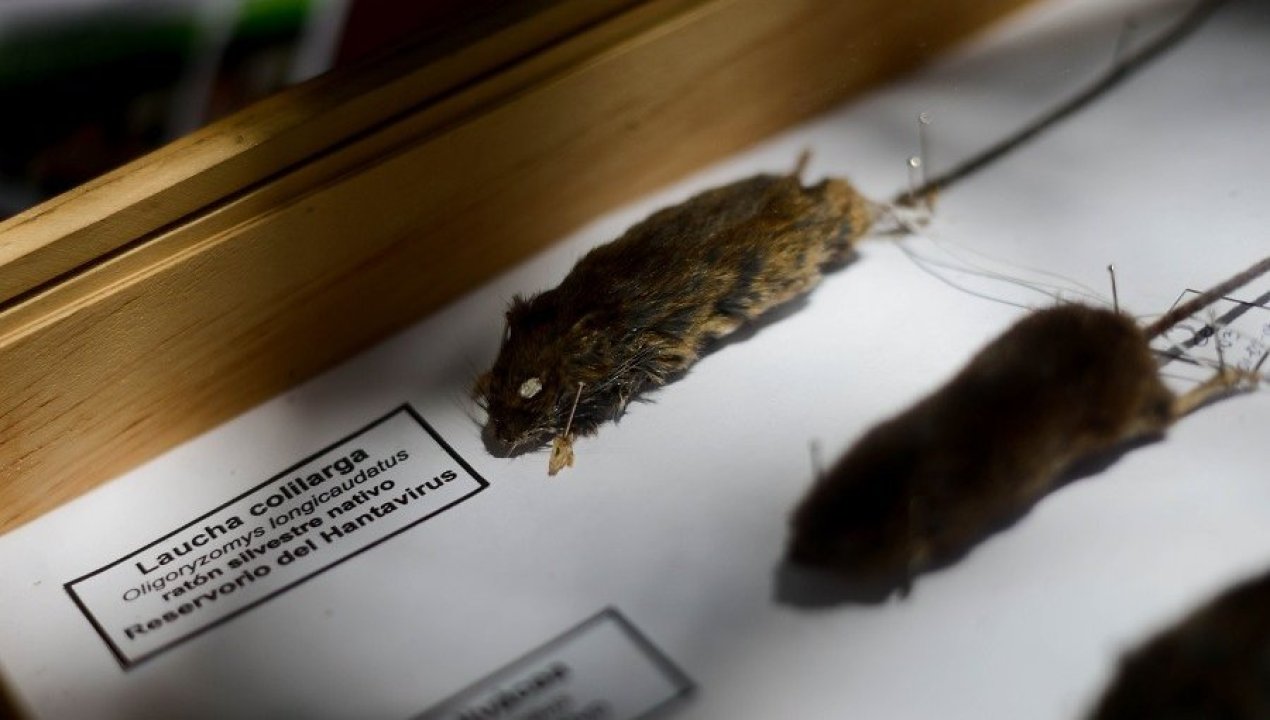 /regionales/region-del-biobio/un-menor-de-12-anos-muere-por-hantavirus-en-alto-biobio