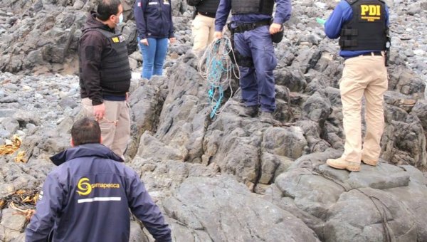 77,5 toneladas de huiro negro extraído ilegalmente fueron incautados en la provincia del Huasco