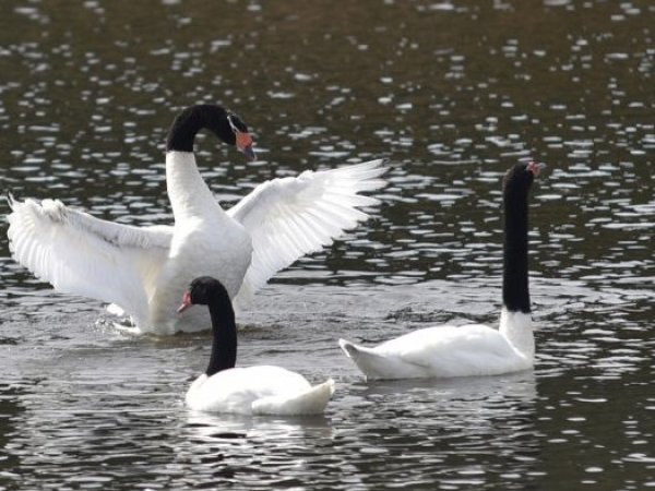 SAG confirmó la muerte de 137 cisnes de cuello negro en santuario de Los Ríos