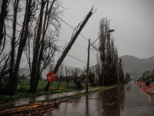 Trabajador falleció tras caída de árbol en plenas labores de despeje de ruta en el Biobío