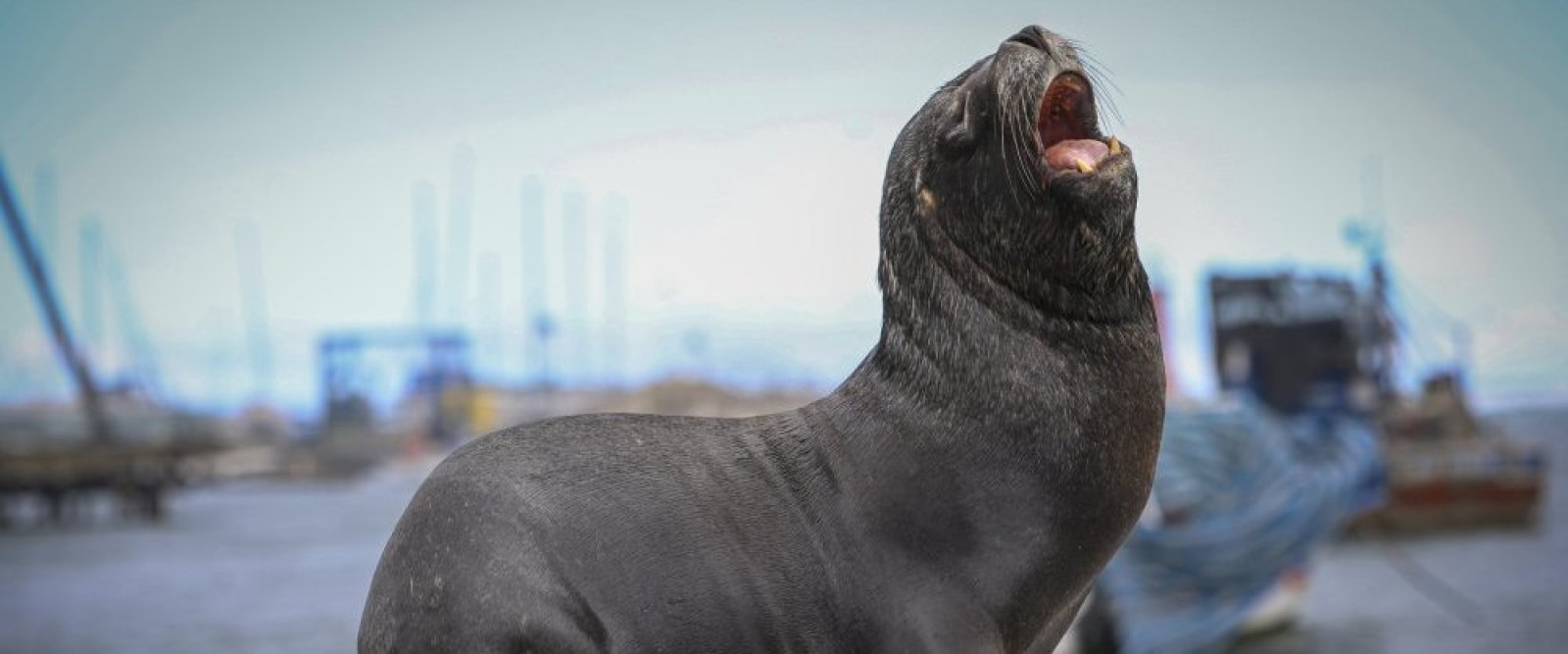 Subsecretaría de Pesca evalúa la caza autorizada de lobos marinos