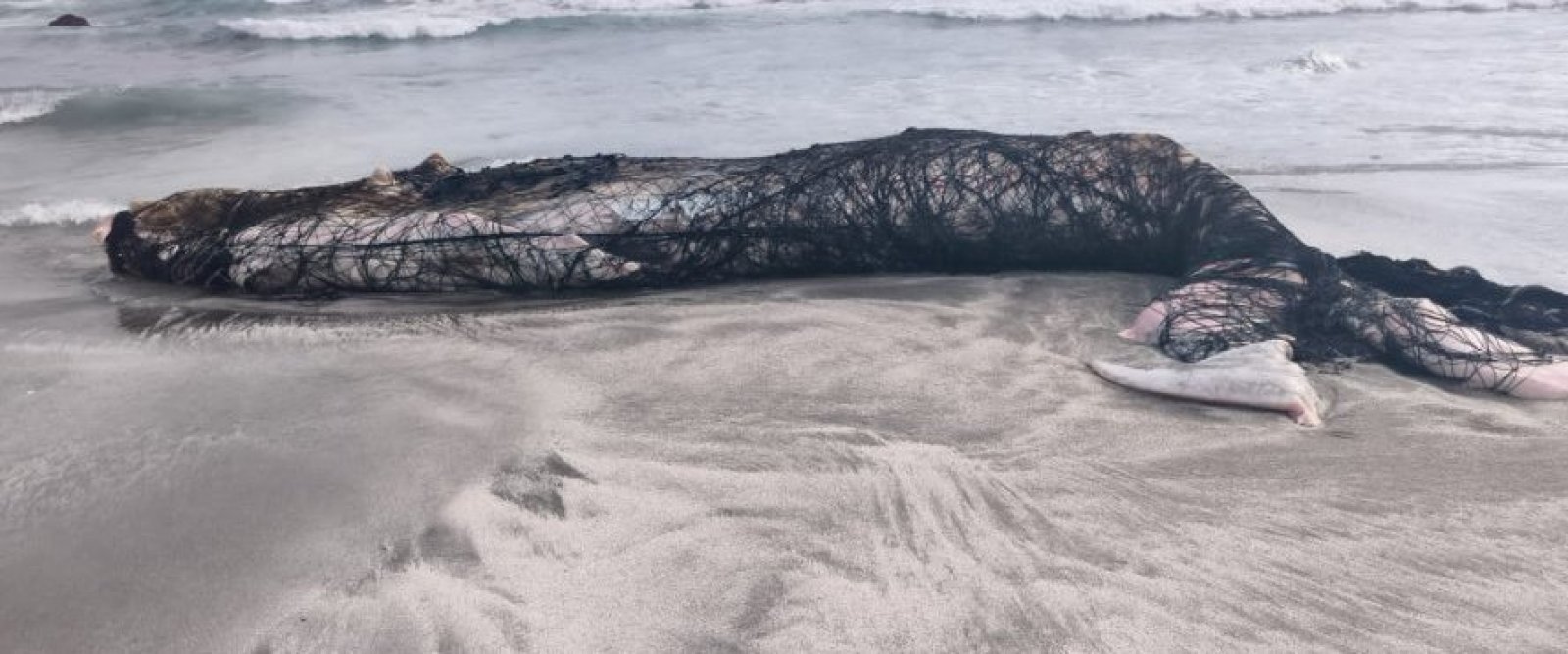 Investigan muerte de una ballena jornada y ataques a lobos marinos en Antofagasta