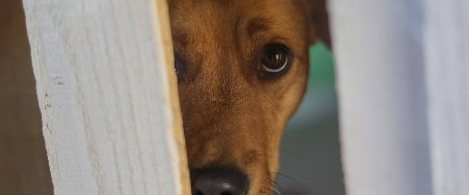 Comisión de Agricultura aprueba norma que permite la caza de perros
