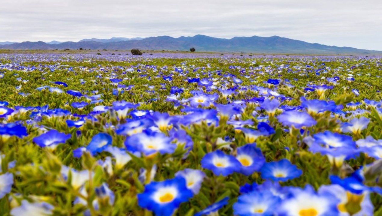 /imagenes-desiero-florido-se-comenzo-a-activar-en-copiapo