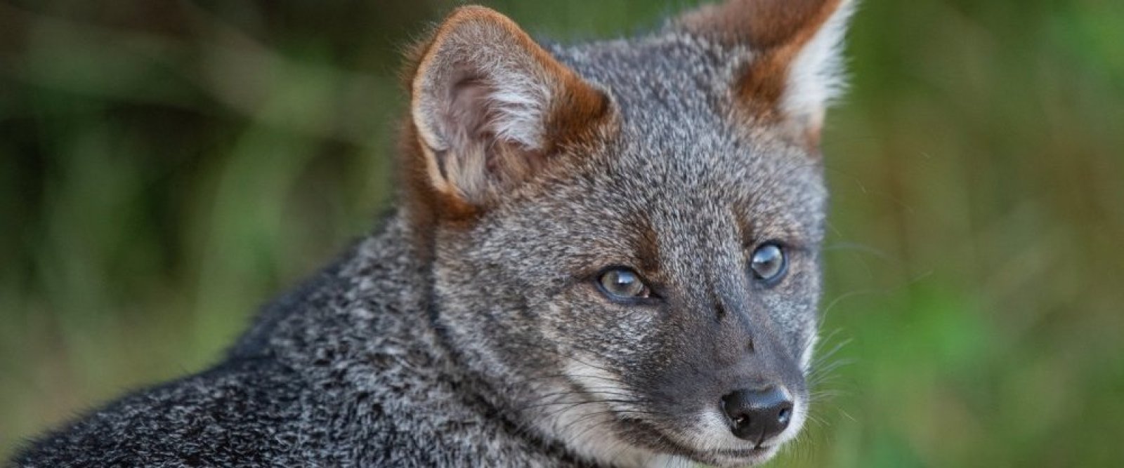 Estudio de investigador chileno pide categorizar a zorro chilote en peligro crítico de extinción