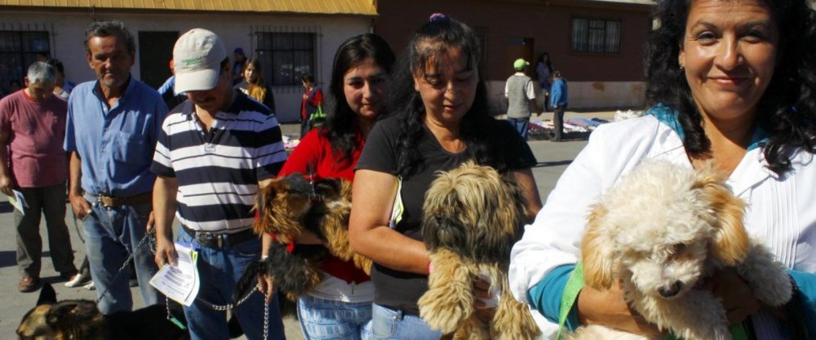 Para perros y gatos: Minsal realiza jornadas de vacunación contra la rabia