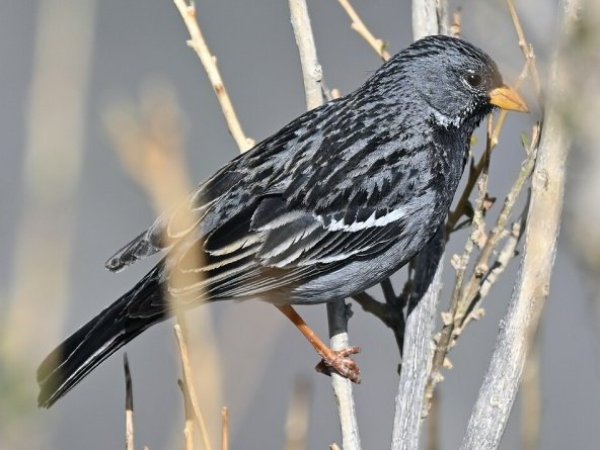 Hombre fue sorprendido capturando aves en el desierto florido