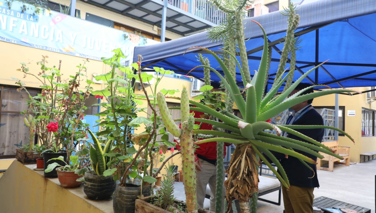 /municipalidad-de-antofagasta-promueve-la-creacion-de-huertos-urbanos