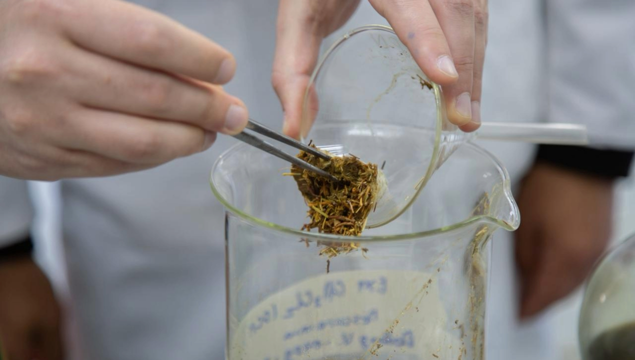 /investigacion-de-la-ua-utiliza-flora-altiplanica-para-prevenir-enfermedades